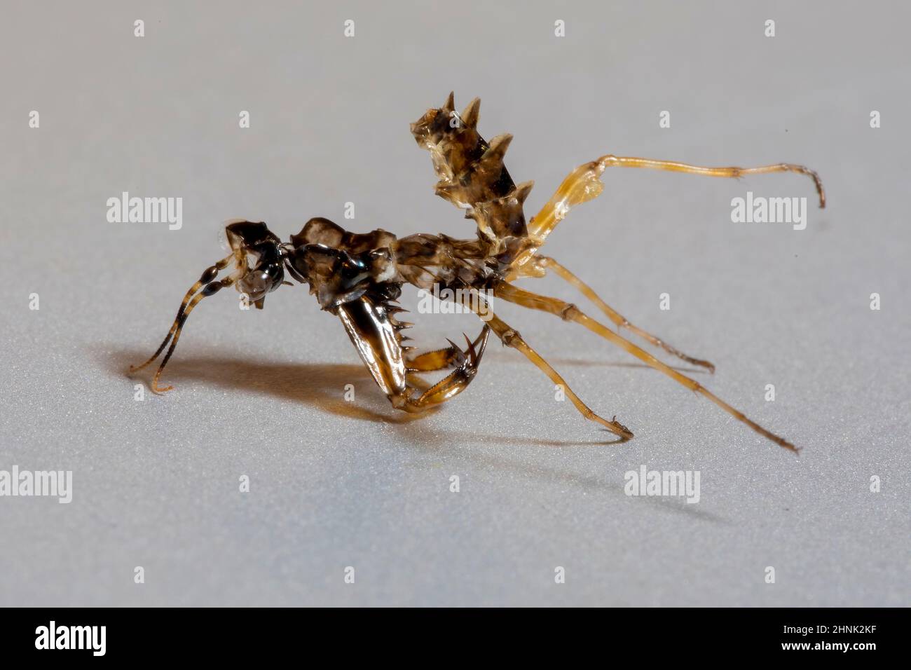 A detailed close up of a Spiny Flower Mantis' external skeleton. Stock Photo