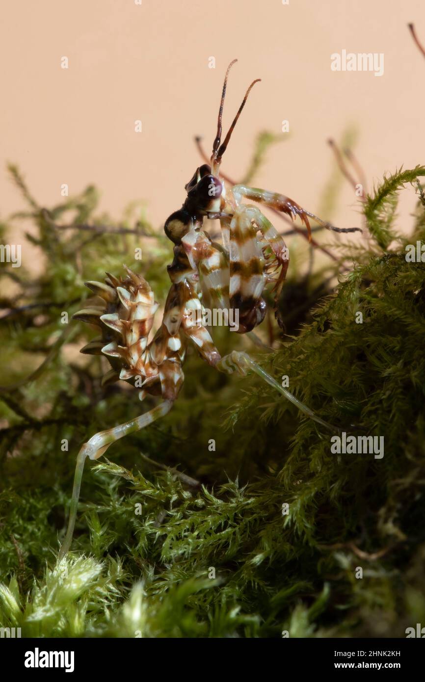 A close up of a Spiny Flower Mantis nymph, on a moss covered piece of dead wood. Stock Photo