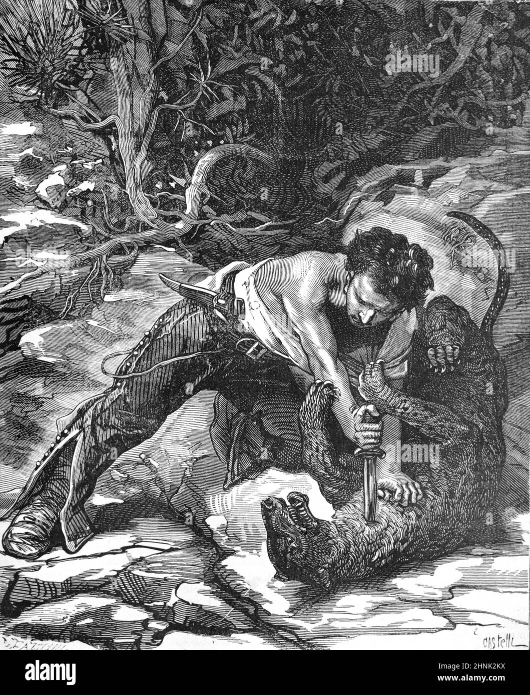 Hunting cougar Black and White Stock Photos Images Alamy
