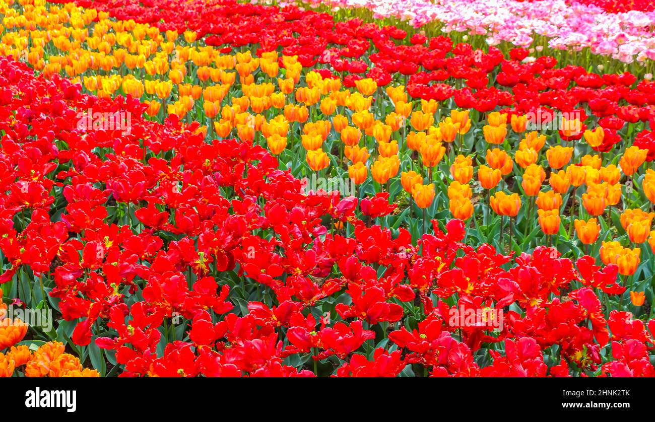 Many colorful tulips and daffodils in Keukenhof tulip park in Lisse ...
