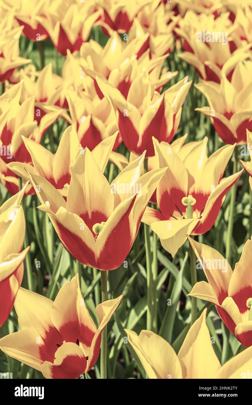 Many colorful tulips and daffodils in Keukenhof tulip park in Lisse ...