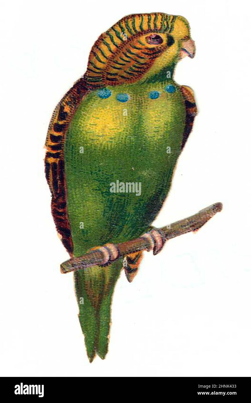 Vintage Victorian bird illustrations Stock Photo