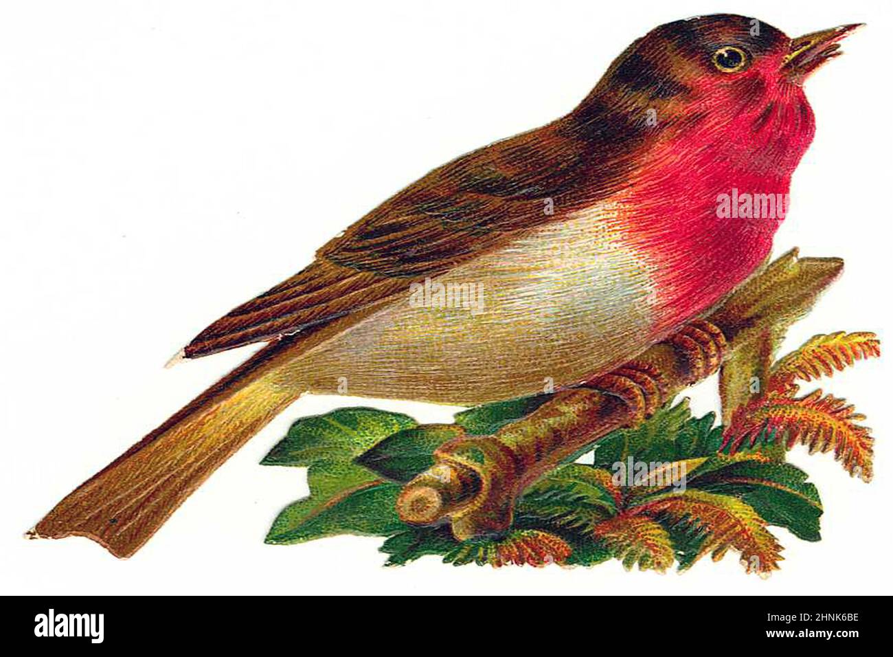 Vintage Victorian bird illustrations Stock Photo - Alamy