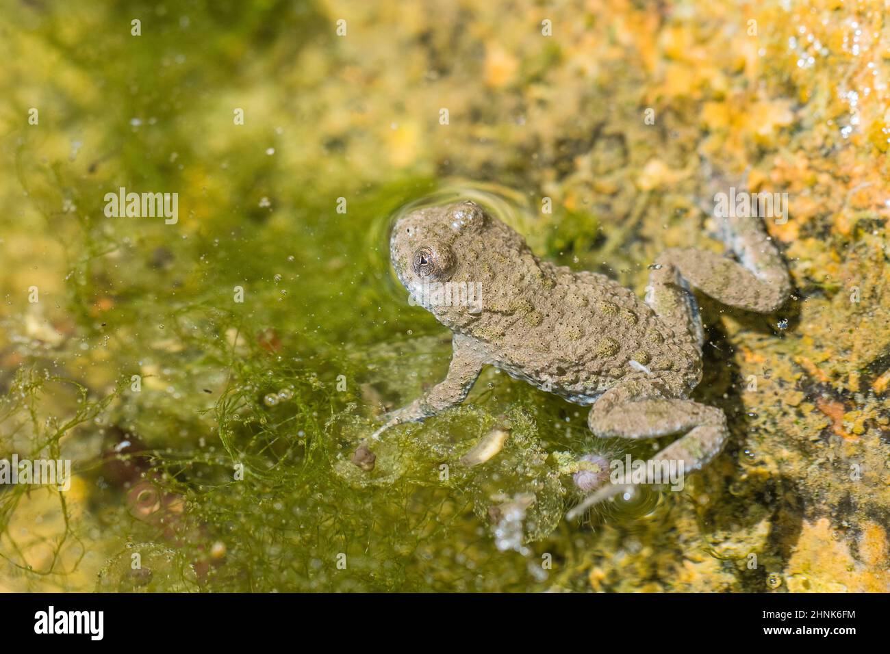 Yellow-bellied toad (Bombina variegata). Stock Photo