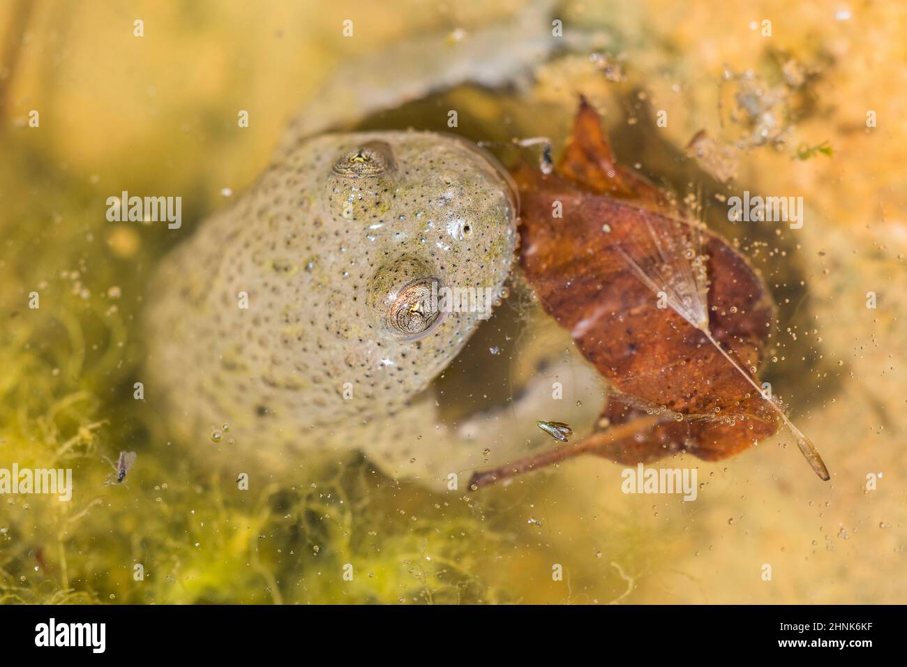 Yellowbellied toad (Bombina variegata Stock Photo Alamy