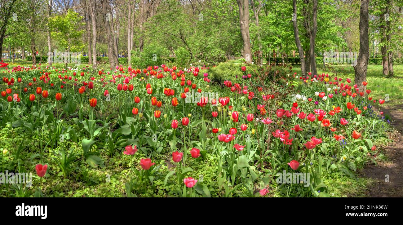 Tulip alley in the Kropyvnytskyi arboretum, Ukraine Stock Photo