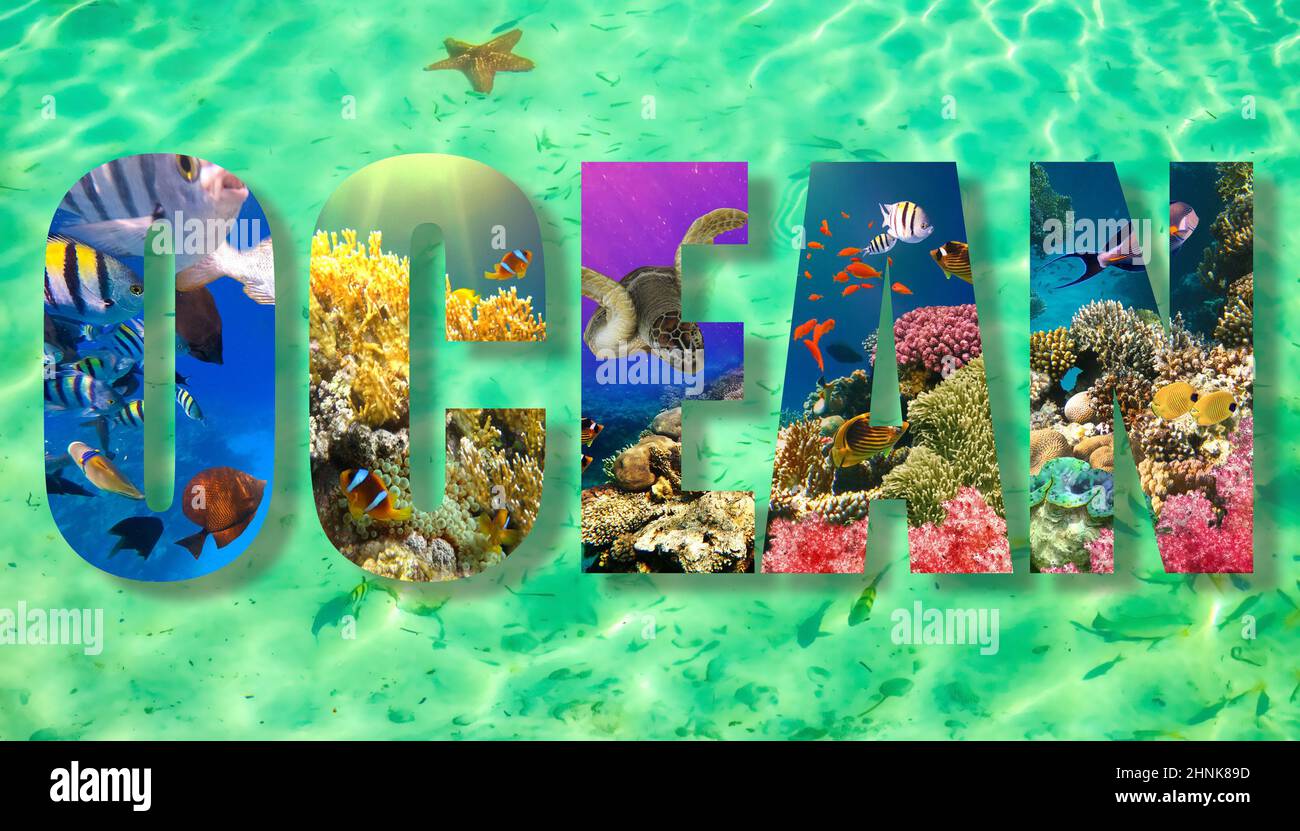 underwater paradise background coral reef wildlife nature collage with shark manta ray sea turtle colorful fish with wave in fron Stock Photo