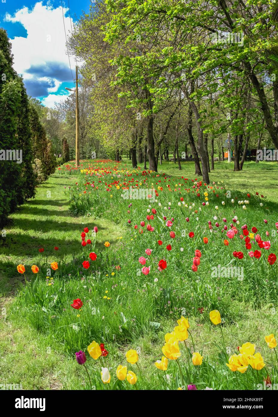 Tulip alley in the Kropyvnytskyi arboretum, Ukraine Stock Photo