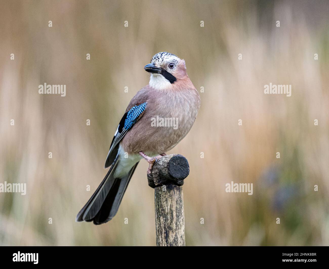 Jay foraging in mid Wales Stock Photo