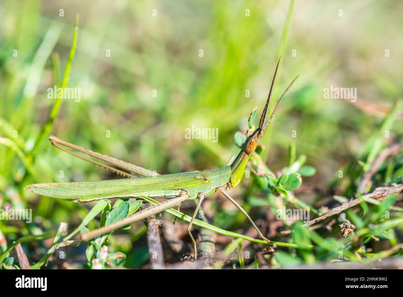 Acrida turrita, a Slantface Grasshoppers. Stock Photo