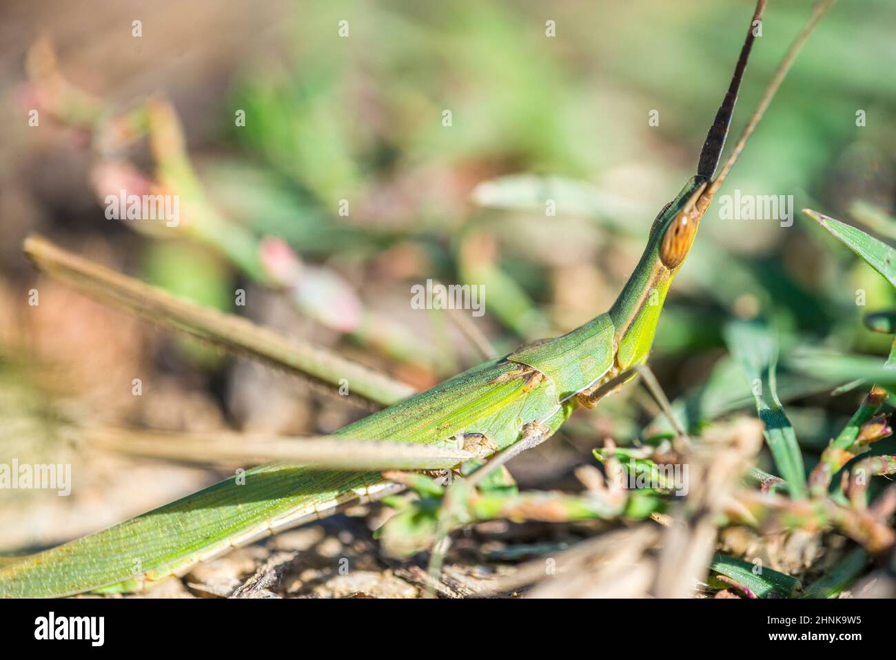 Acrida turrita, a Slantface Grasshoppers. Stock Photo