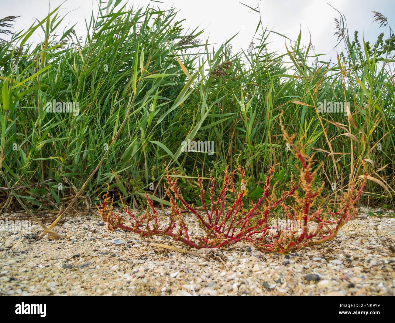 Close-up view of a beach sod (lat: Suaeda maritima) plant in the salt marshes on sand strewn with mussel shells in front of broad-leaved grasses. Stock Photo
