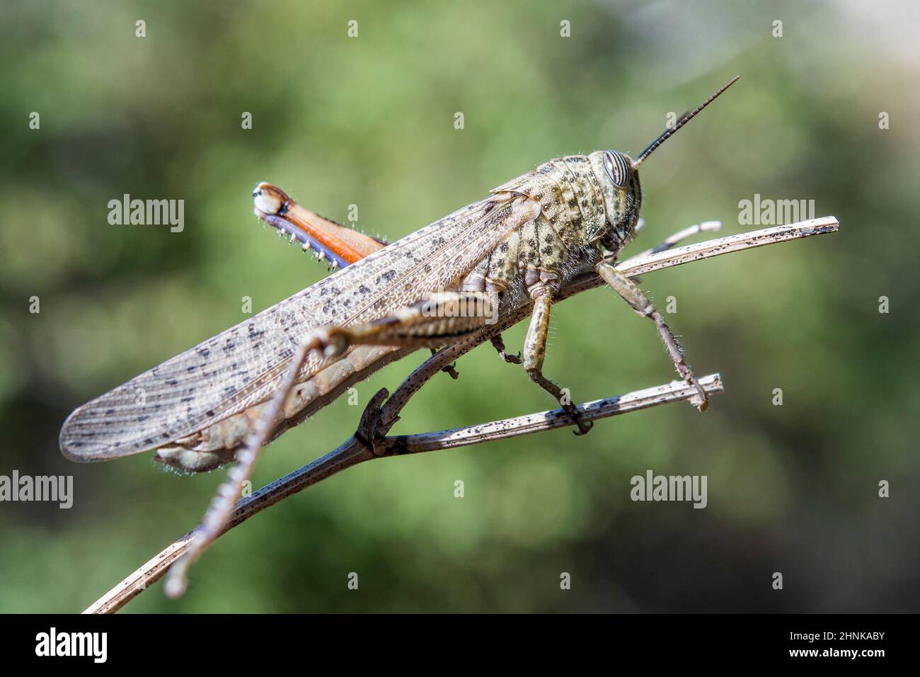 Egyptian grasshopper or Egyptian locust (Anacridium aegyptium). Stock Photo