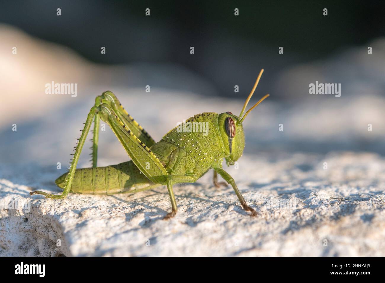 Egyptian grasshopper or Egyptian locust (Anacridium aegyptium), young, Stock Photo