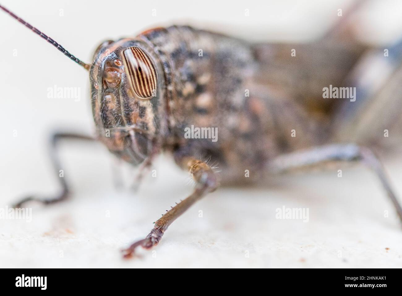 Egyptian grasshopper or Egyptian locust (Anacridium aegyptium). Stock Photo