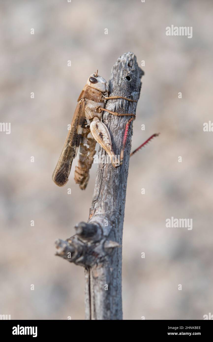 Aiolopus strepens dead clinging to the top of a branch due to 'summit disease' caused by the parasitic fungus Entomophaga grylli. Stock Photo