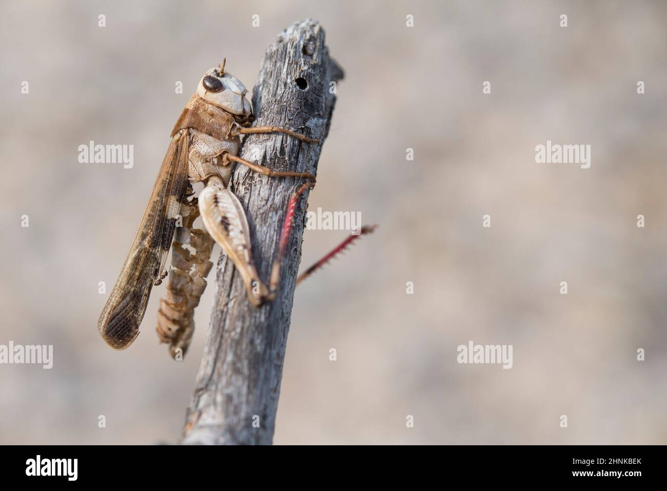 Aiolopus strepens dead clinging to the top of a branch due to 'summit disease' caused by parasitic fungus Entomophaga grylli, a tiny ant seach food. Stock Photo