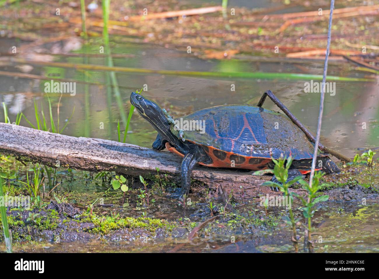 A Midland Painted Turtle Basking in the Spring in Cuyahoga Valley National Park in Ohio Stock Photo