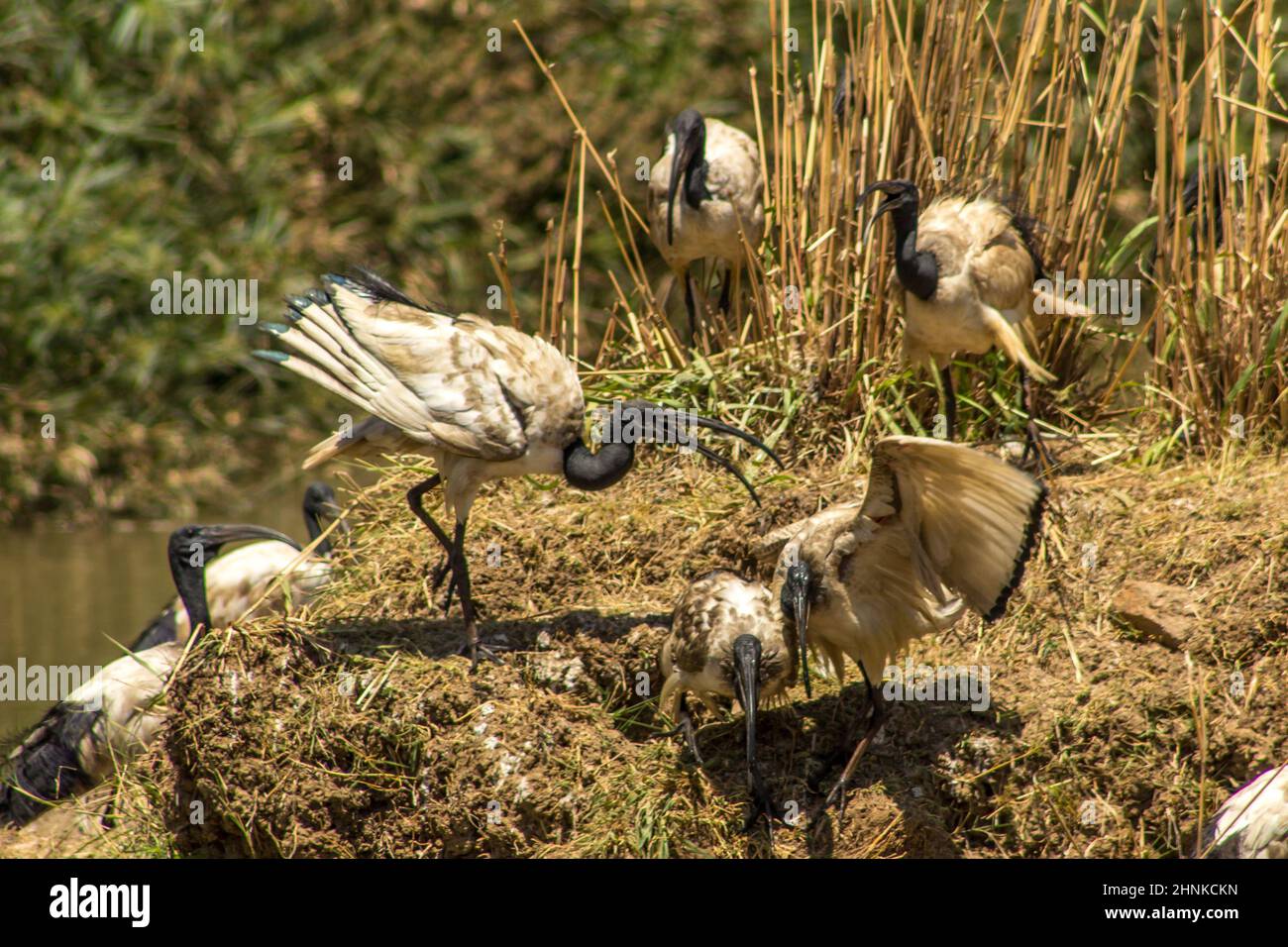 A flock of sacred ibises, interacting with each other and displaying with their wings spread at a birding dam in South Africa. Stock Photo