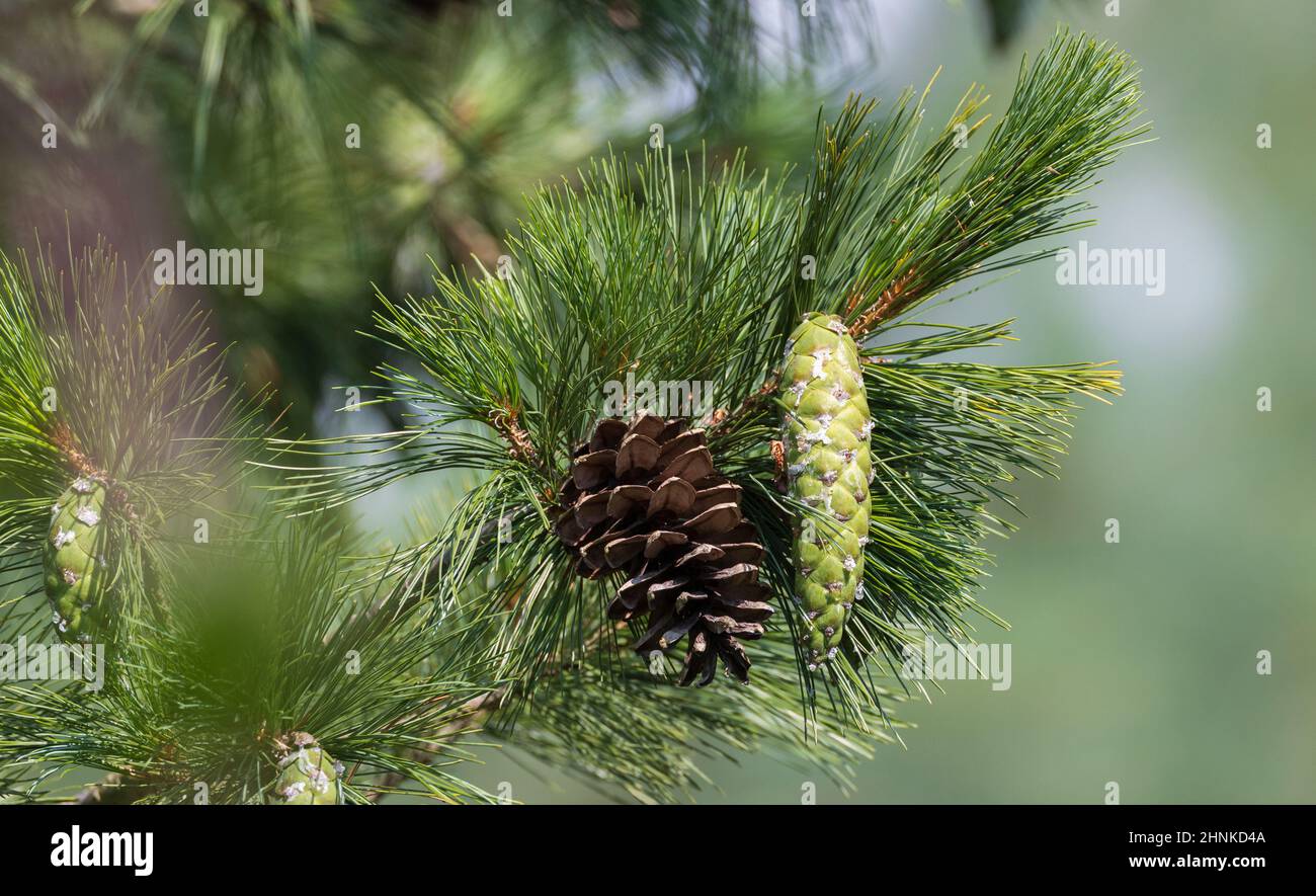 Eastern white pine cone, northern white pine, white pine, Weymouth pine (British), soft pine, Poland, Europe Stock Photo