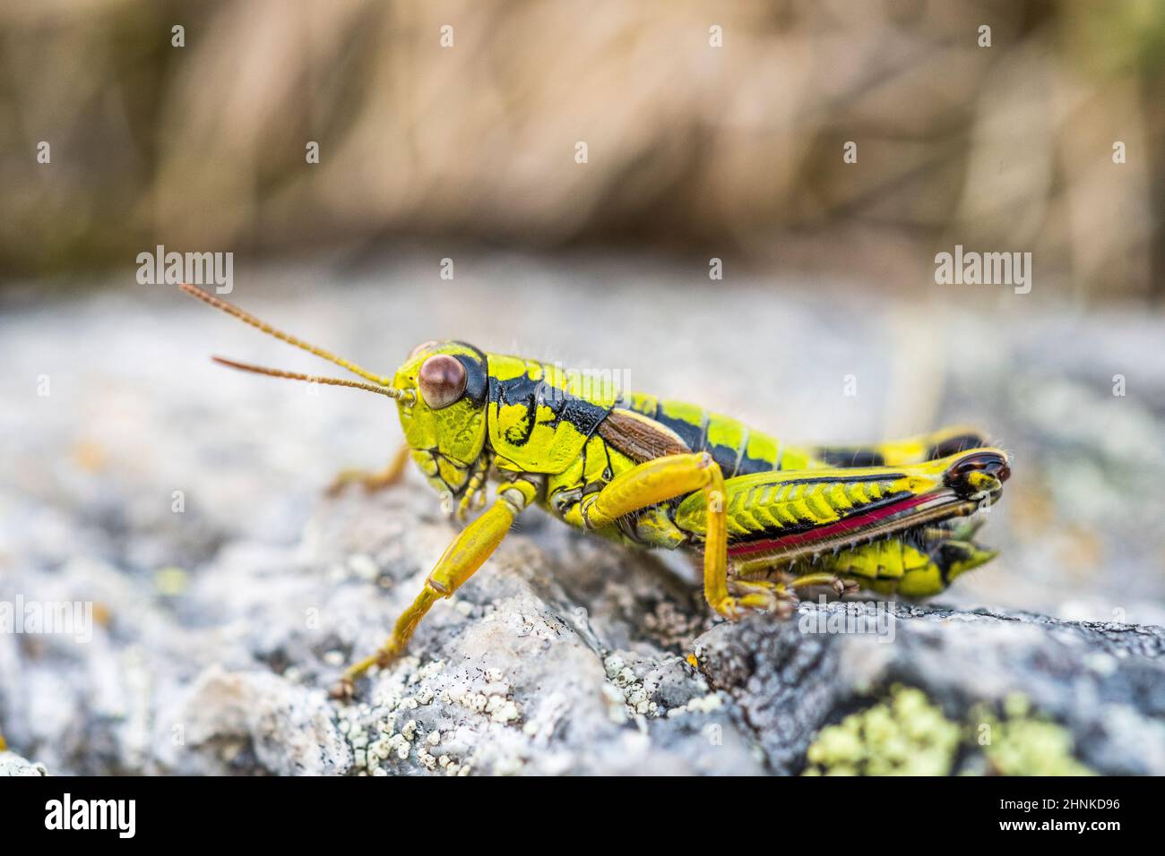 Green Mountain Grasshopper (Miramella alpina ssp. subalpina), male. Stock Photo