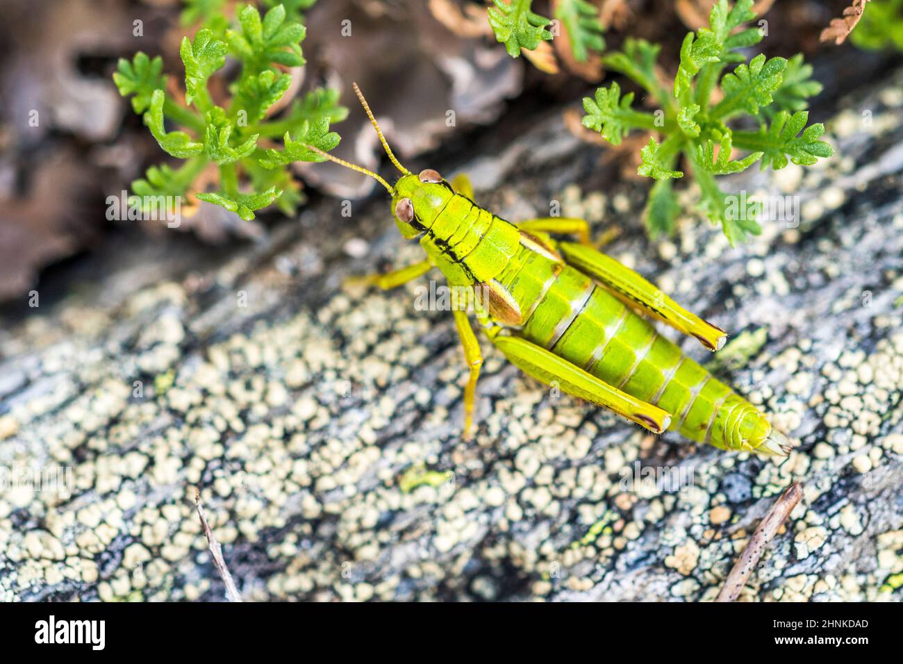 Green Mountain Grasshopper (Miramella alpina ssp. subalpina), female. Stock Photo