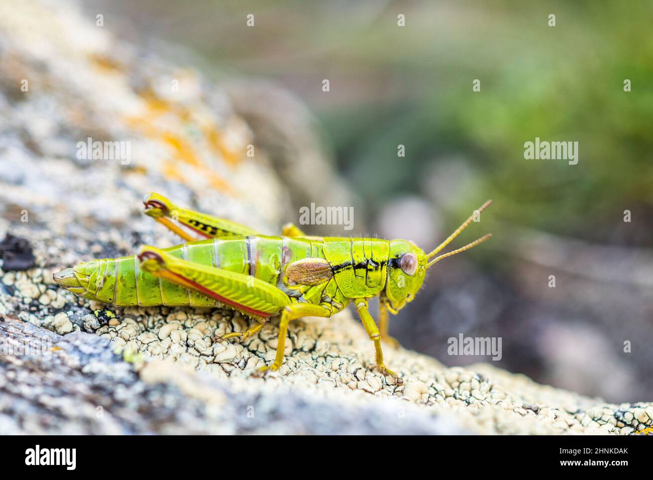 Green Mountain Grasshopper (Miramella alpina ssp. subalpina), female. Stock Photo