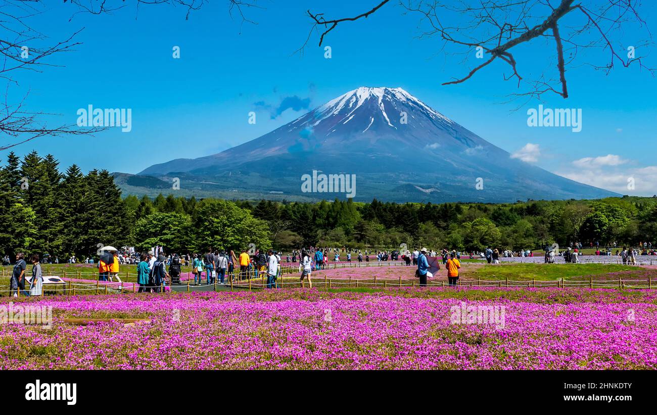 May 12, 2016 : The Fuji with the field of pink moss at Shibazakura festival, Yamanashi, Japan Stock Photo
