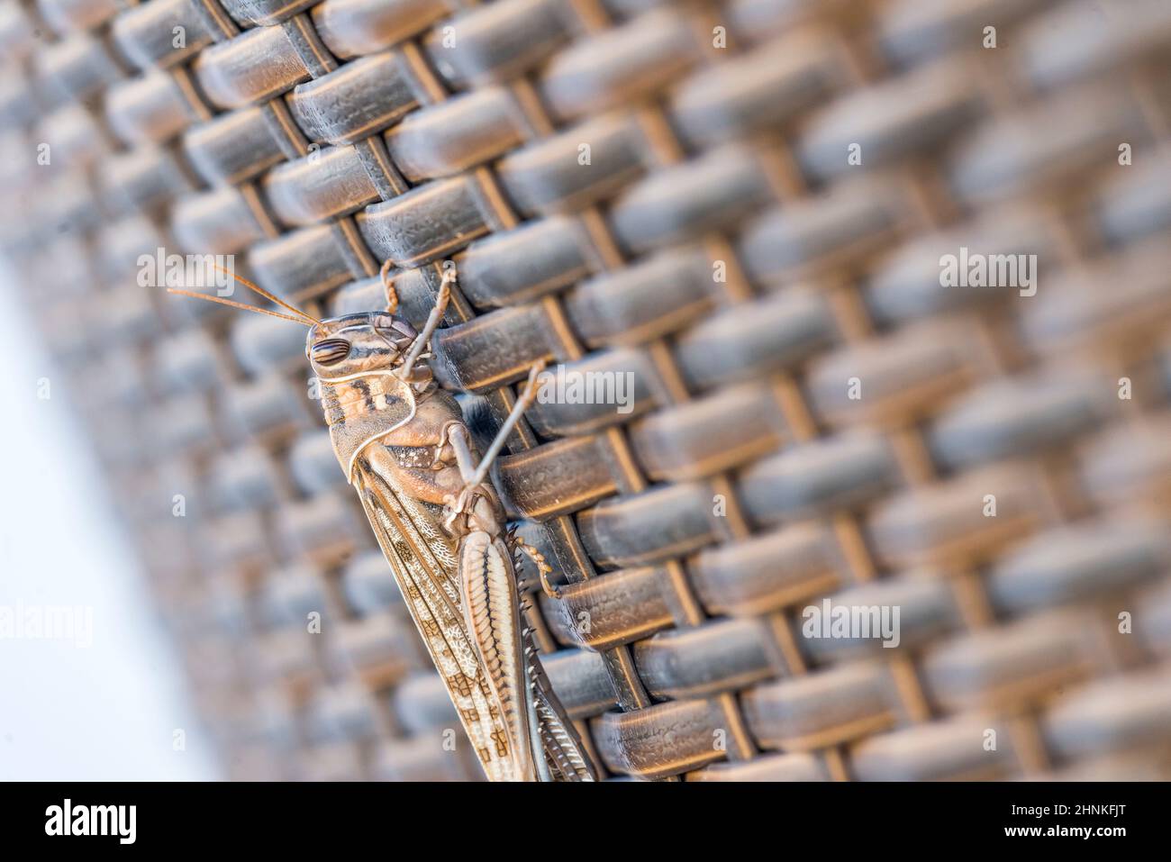 Desert locust (Schistocerca gregaria). Stock Photo