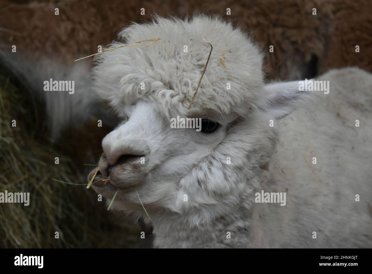 süßes, kleines, weißes Alpaka futtert Heu und schaut in die Kamera, Alpaka, süß, Vicugna pacos Stock Photo