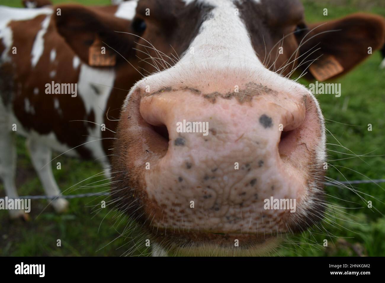 Kuhschnauze, Flotzmaul, neugierige Kuh, Schnauze im Weitwinkel, Augen, Ohren, Kuh, braun-weiß gefleckt, glückliche Kuh Stock Photo