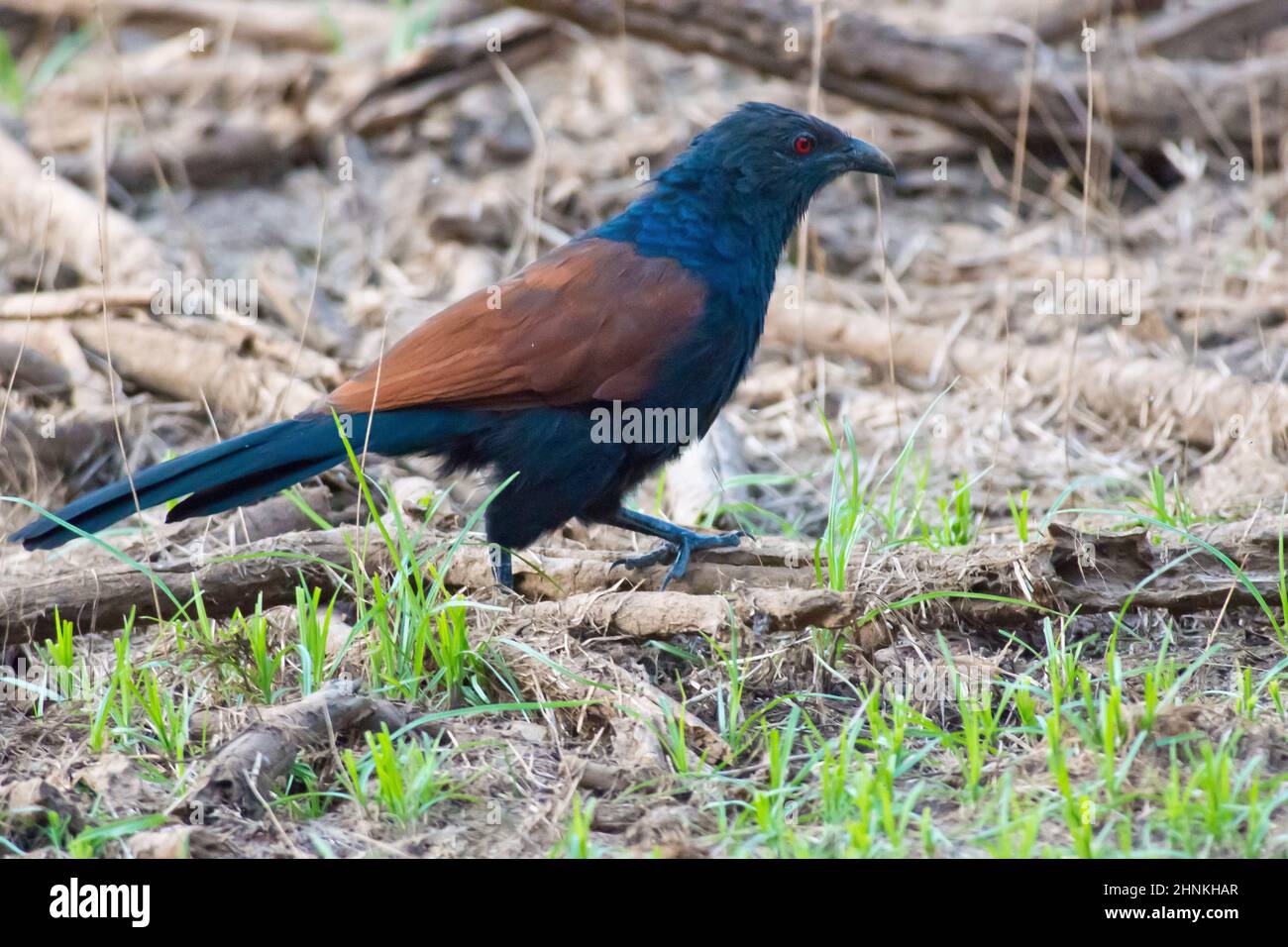 Chemboth Indian greater coucal hi-res stock photography and images - Alamy