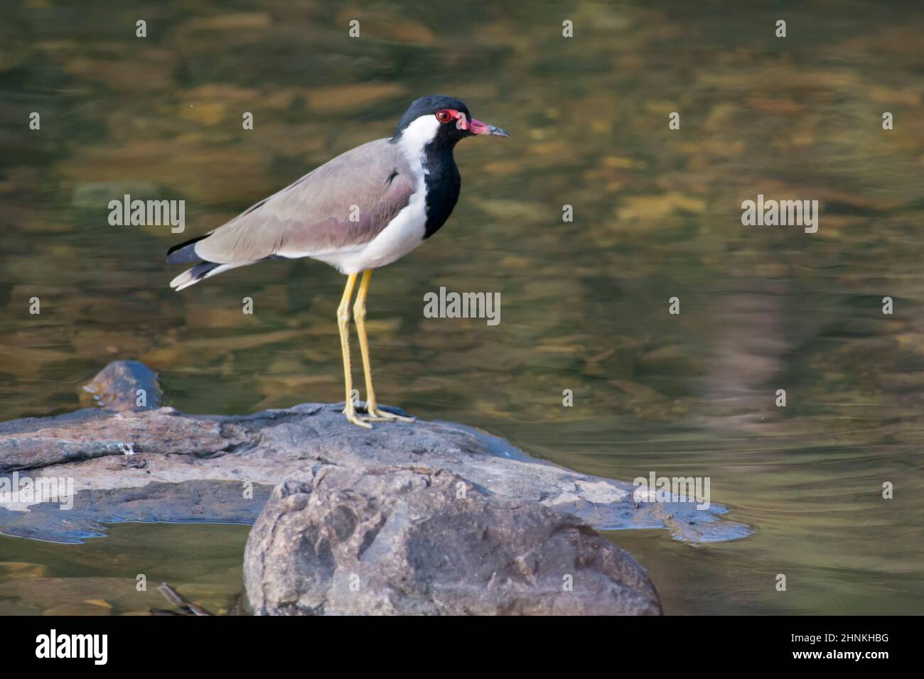 Red wattled indian lapwing wildlife hi-res stock photography and images ...