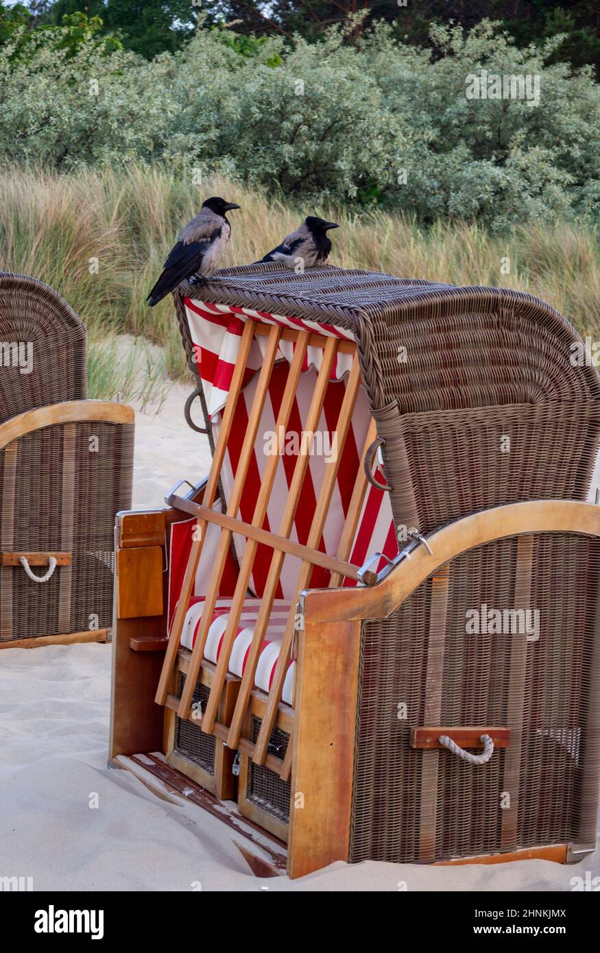 Fog crows sitting on the beach chair Stock Photo