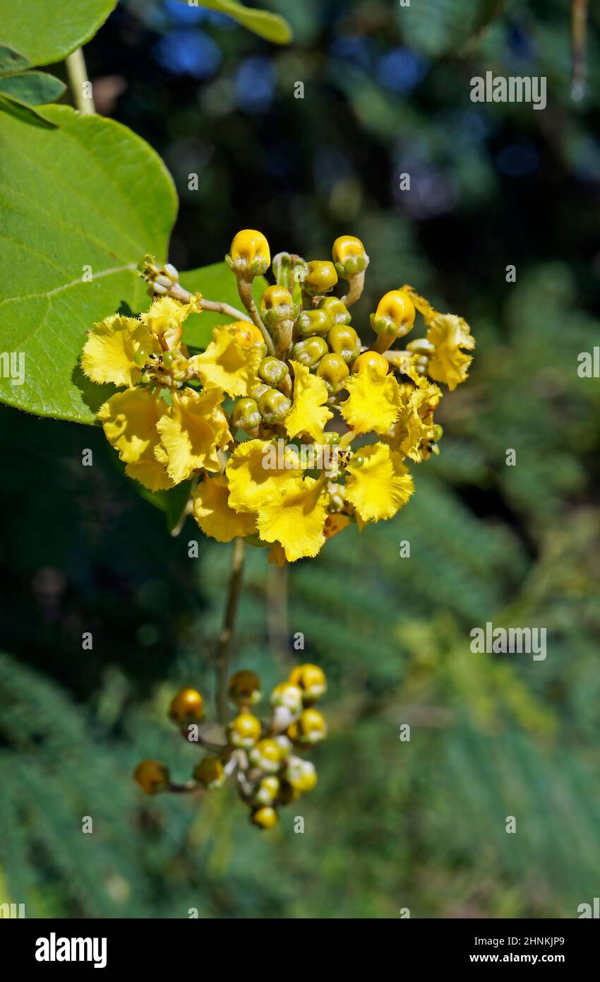 Wild yellow flowers (Stigmaphyllon rotundifolium), Rio de Janeiro Stock Photo