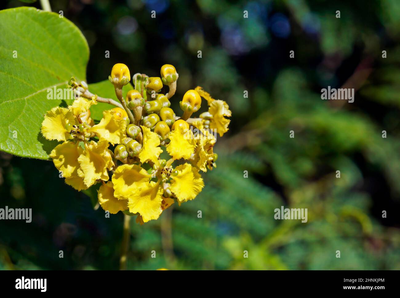 Wild yellow flowers (Stigmaphyllon rotundifolium), Rio de Janeiro Stock Photo