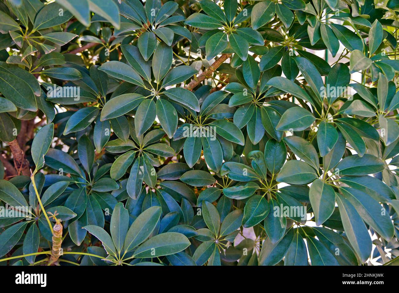 Dwarf umbrella tree in the garden (Schefflera arboricola) Stock Photo