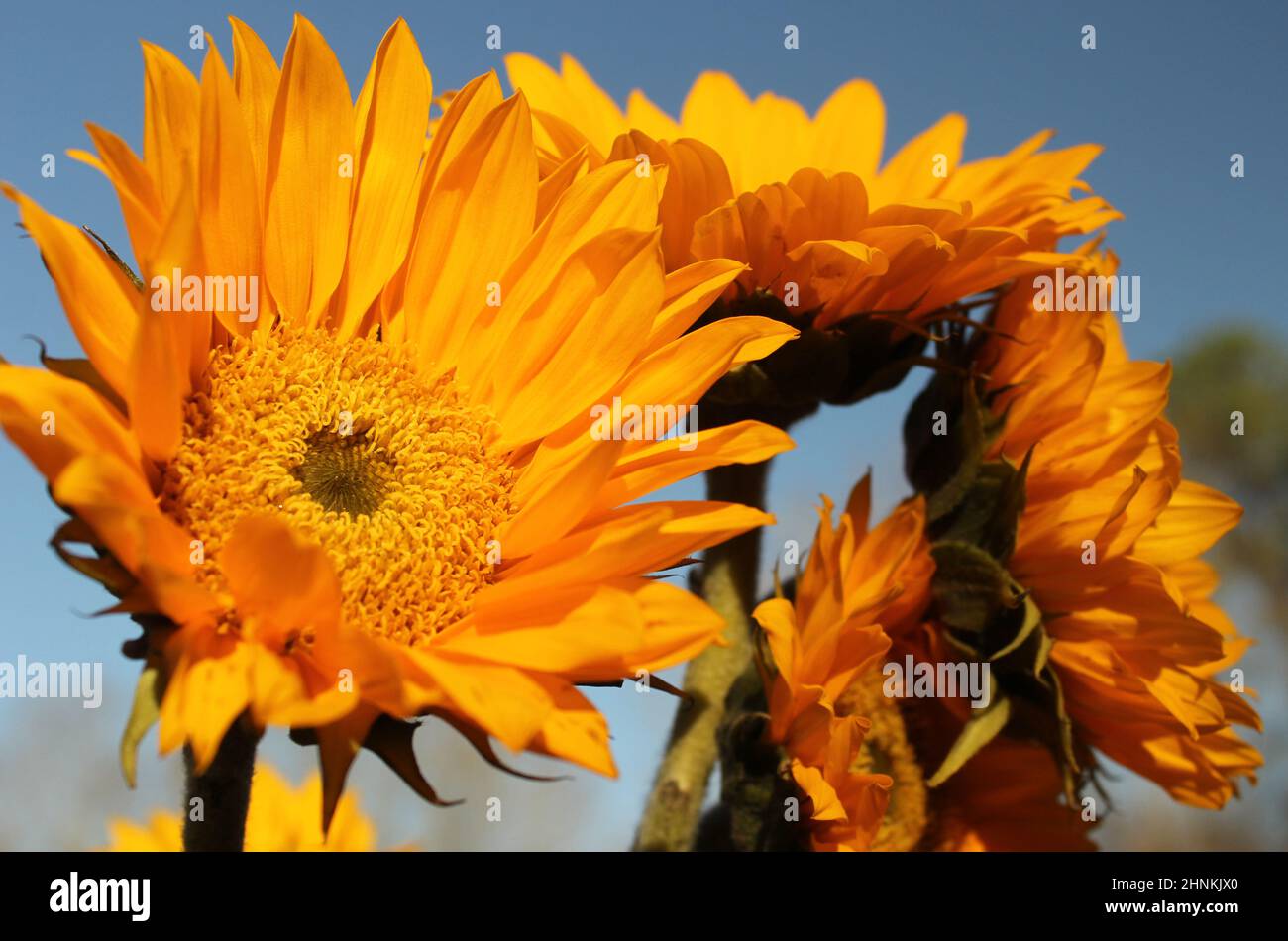 Yellow Sunflowers outdoors Close up Stock Photo