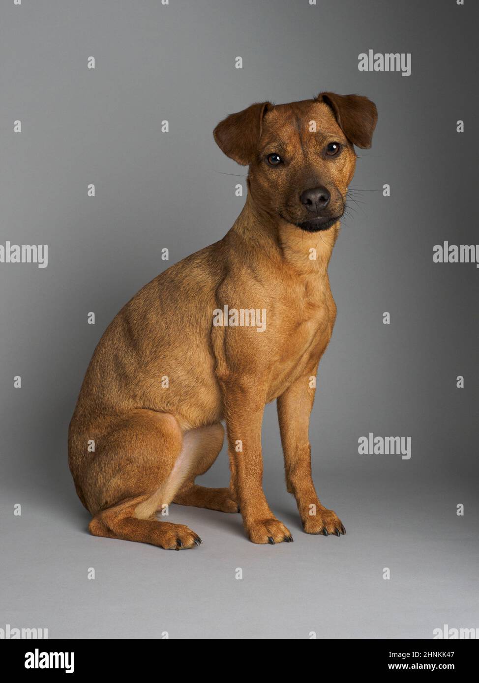 Brown patterdale dog hi-res stock photography and images - Alamy Brown patterdale dog hi-res stock photography and images - Alamy