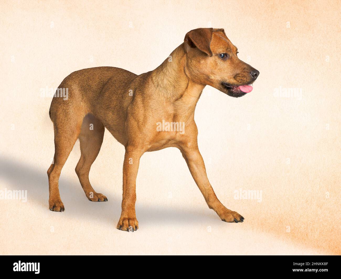 Short haired small brown dog hi res stock photography and images Alamy