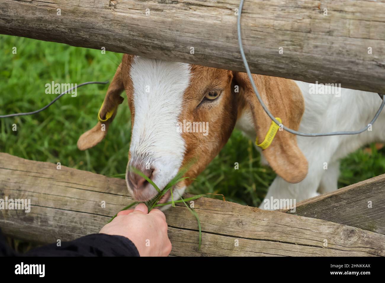 Close up of goat being fed with grass. Stock Photo
