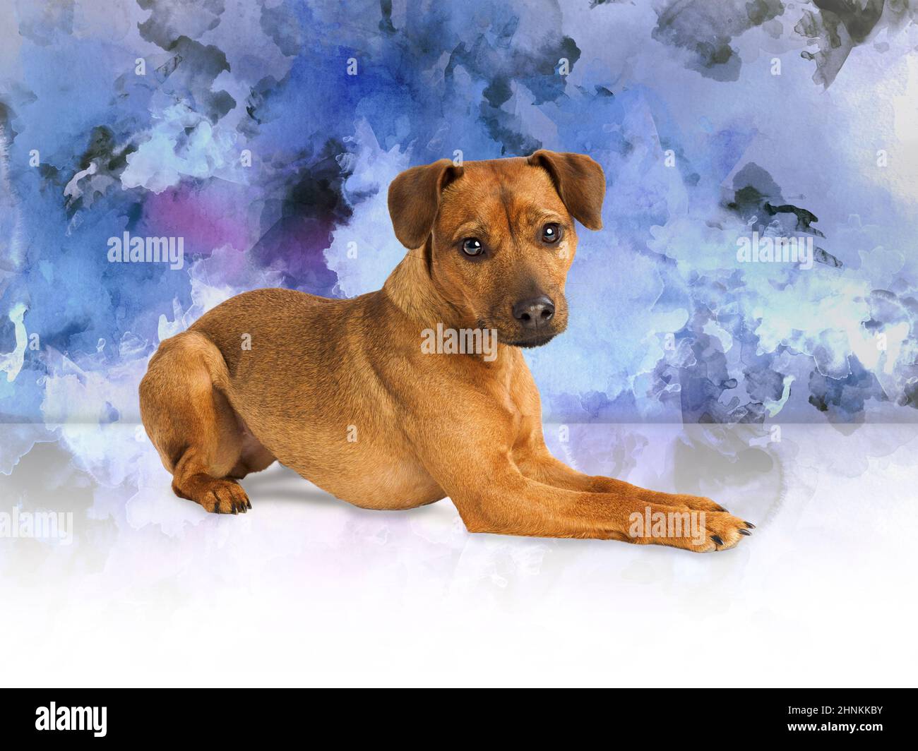Studio Portrait of a Patterdale Terrier. Stock Photo