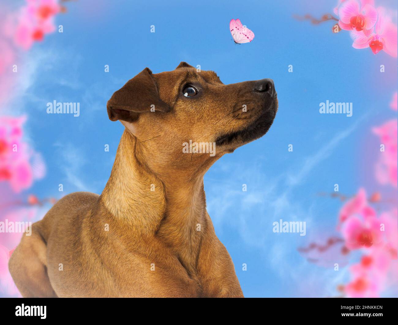 Patterdale Terrier looking at a butterfly, Photo manipulation. Stock Photo