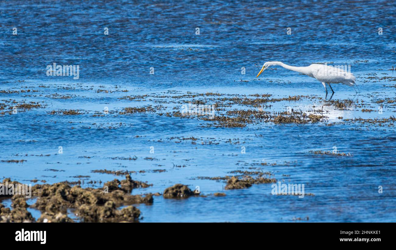 Great egret (Ardea alba) hunting in shallows in Ozello - Crystal River, Florida, USA Stock Photo