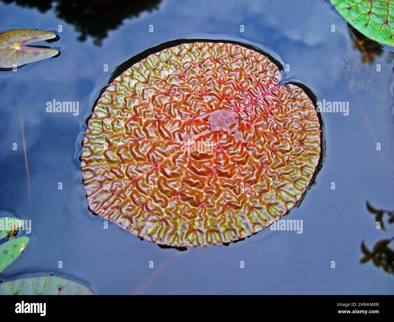 Aquatic plant leaf on lake (Euryale ferox) Stock Photo