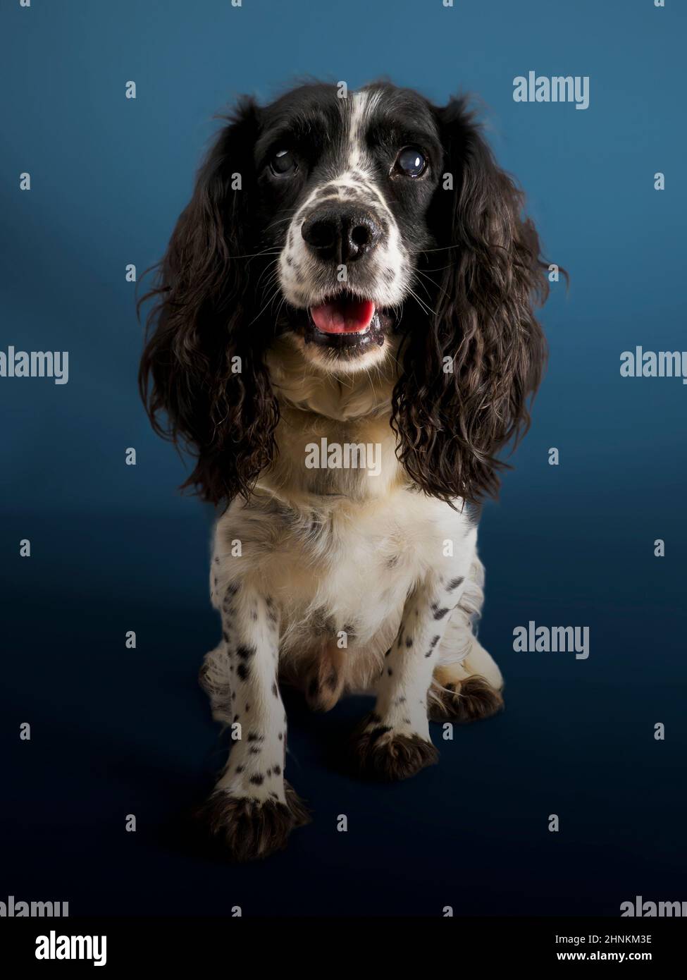 Studio portrait of a working Cocker Spaniel dog. Stock Photo