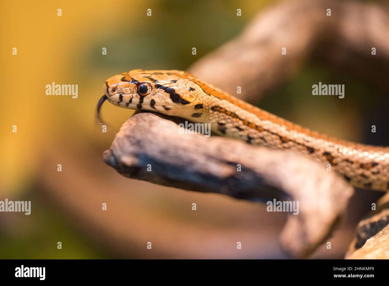 The European ratsnake or leopard snake (Zamenis situla), is a species of nonvenomous colubrid snake Stock Photo