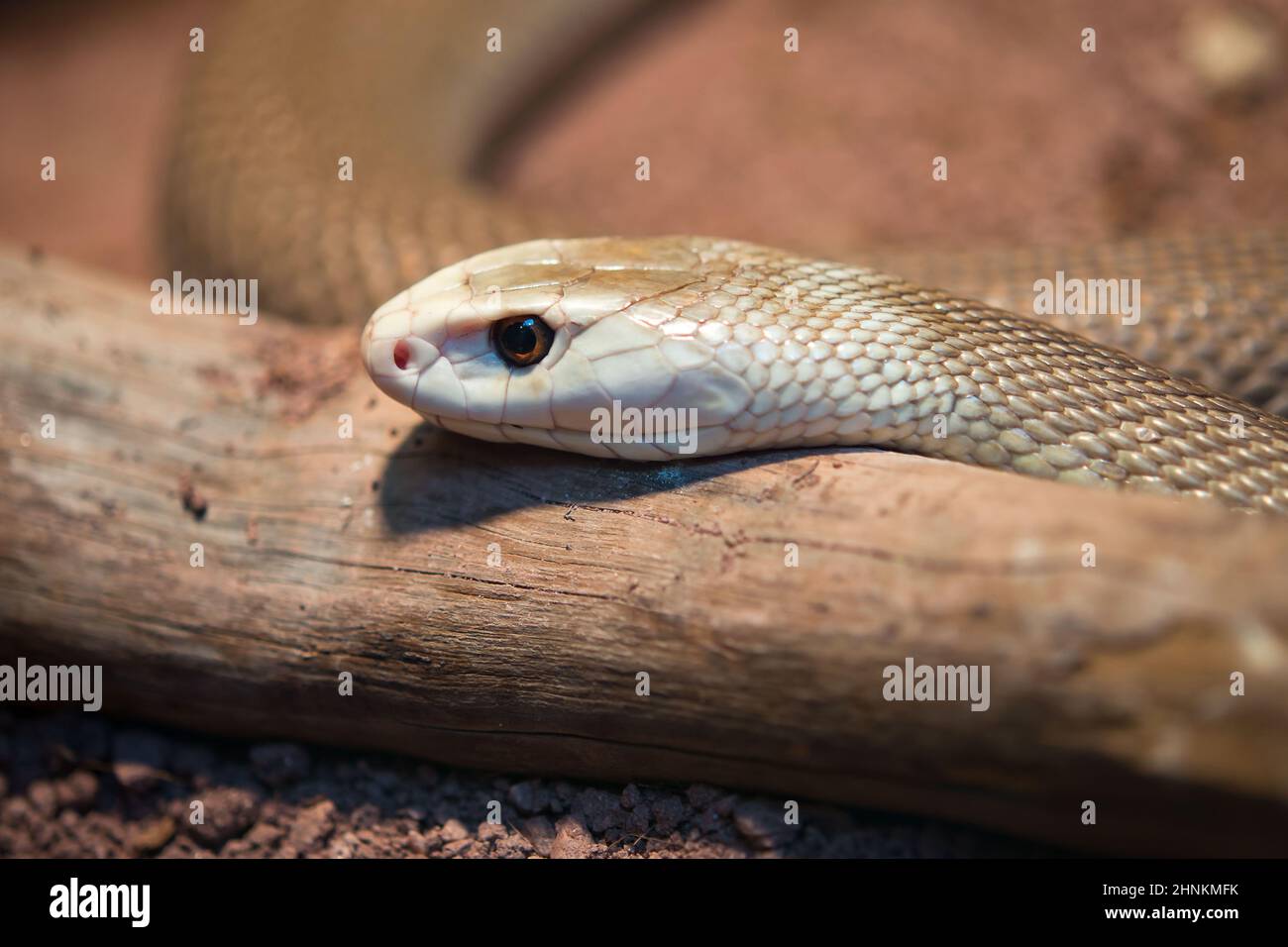 Higlly venomous astralasian snake called taipan Stock Photo - Alamy