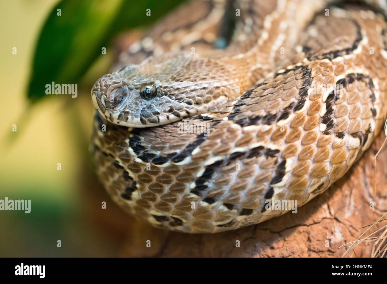 Russell's viper (Daboia russelii) is a species of venomous snake in the family Viperidae Stock Photo