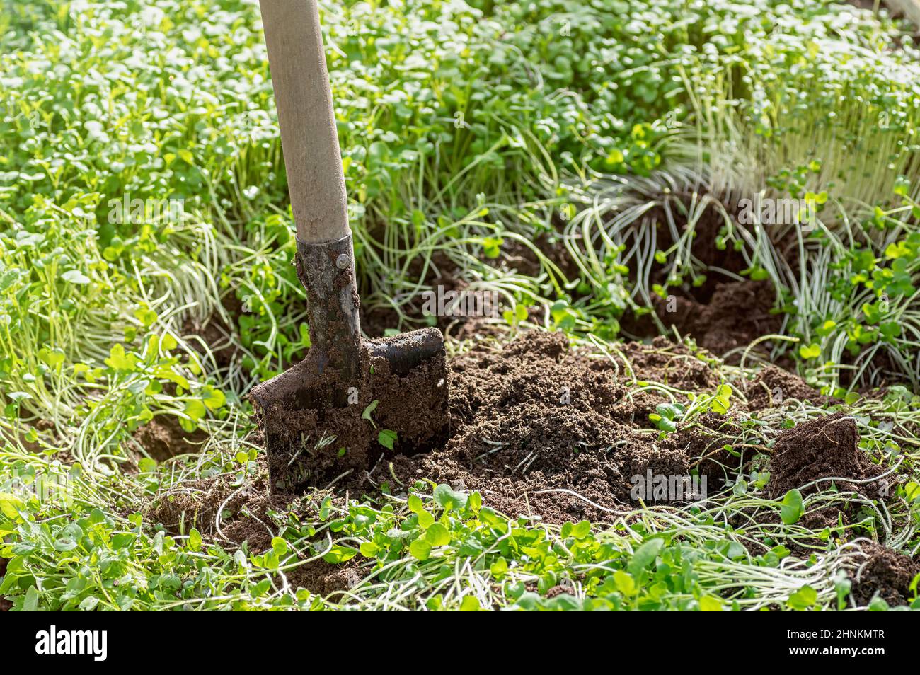 Improving soil structure with green manure. Mustard crops. The concept
